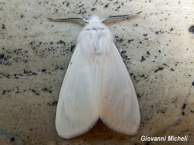 Spilosoma urticae?